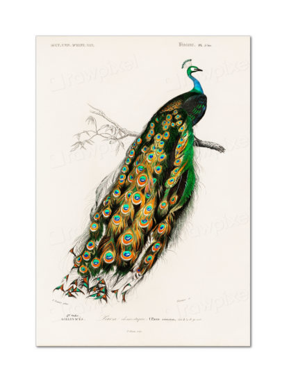 Indian Peafowl (Pavo Cristatus) - Charles Dessalines D' Orbigny