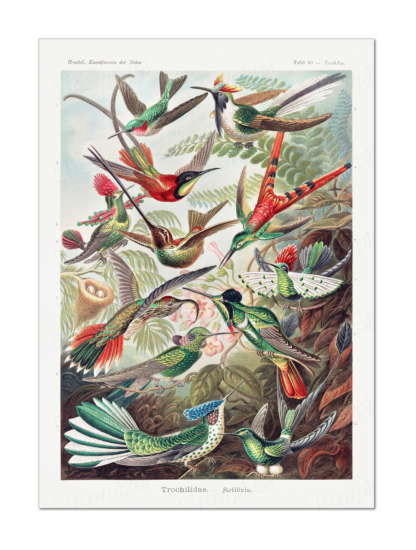 Hummingbird (Haeckel, 1904)