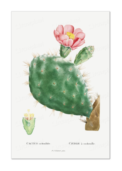 Cactus Cochenillifer, Redouté