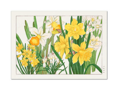 Daffodil, Tanigami Kônan