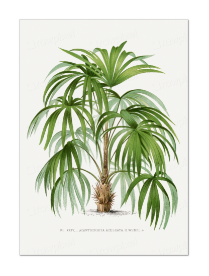 Palm Tree Illustration, Oswald de Kerchove de Denterghem (1878)