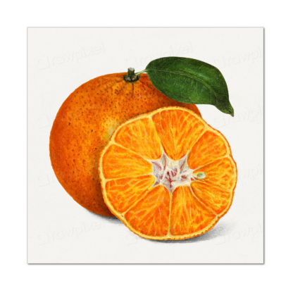 Tangerine (U.S. Department of Agriculture)