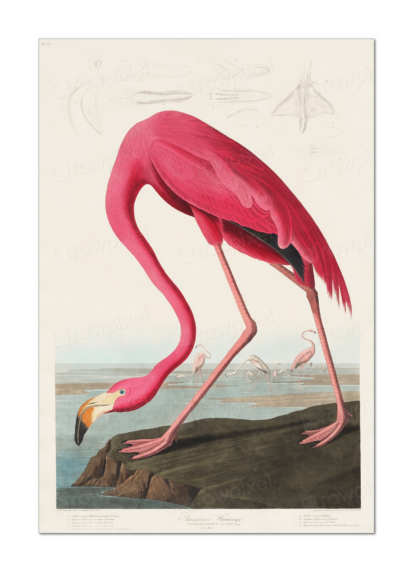 Pink Flamingo, John James Audubon