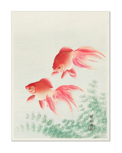 Two Veil Goldfish (1926), Ohara Koson