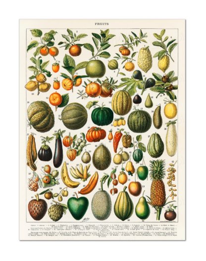 Fruit and Vegetable Illustration, Larousse, Pierre, Augé and Claude