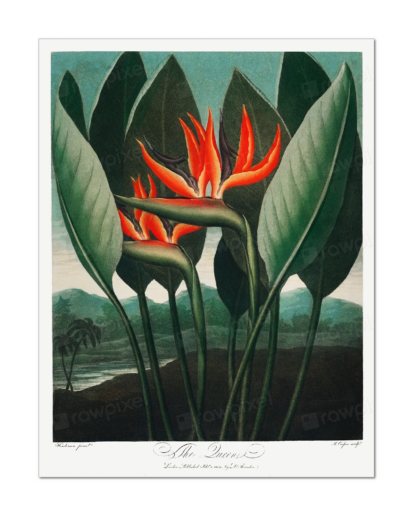 The Queen–Plant from The Temple of Flora (Robert John Thornton, 1807)